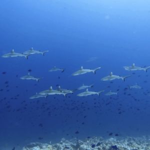 gray reef sharks Fulidhoo Island