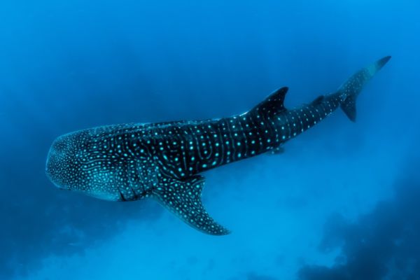 Belize whale shark