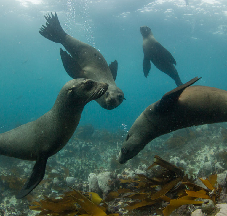 dive with seals