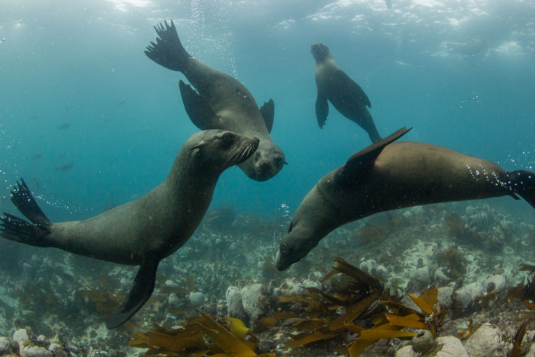 dive with seals
