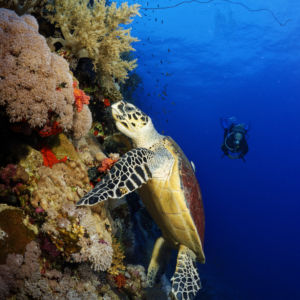 Daedalus Red Sea turtle