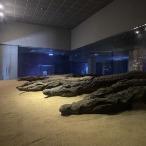 Crocodile museum