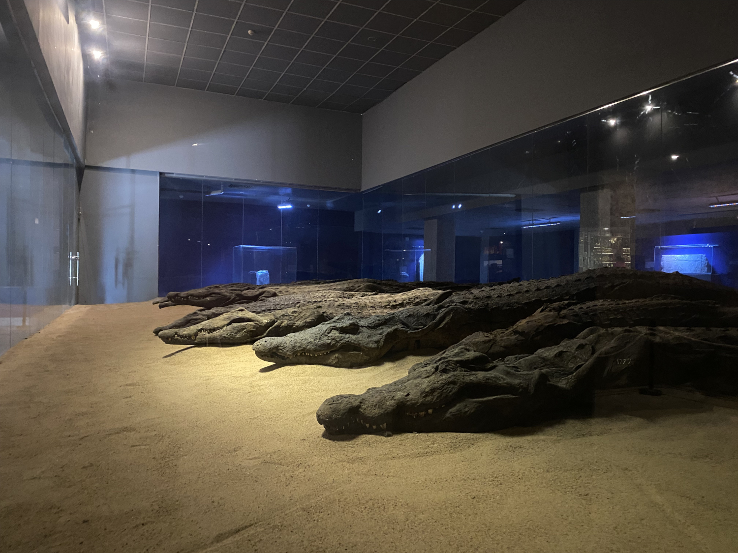 Crocodile museum