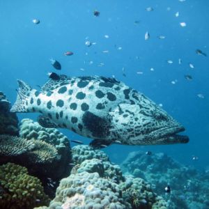 Australia's best local diving Cod Hole