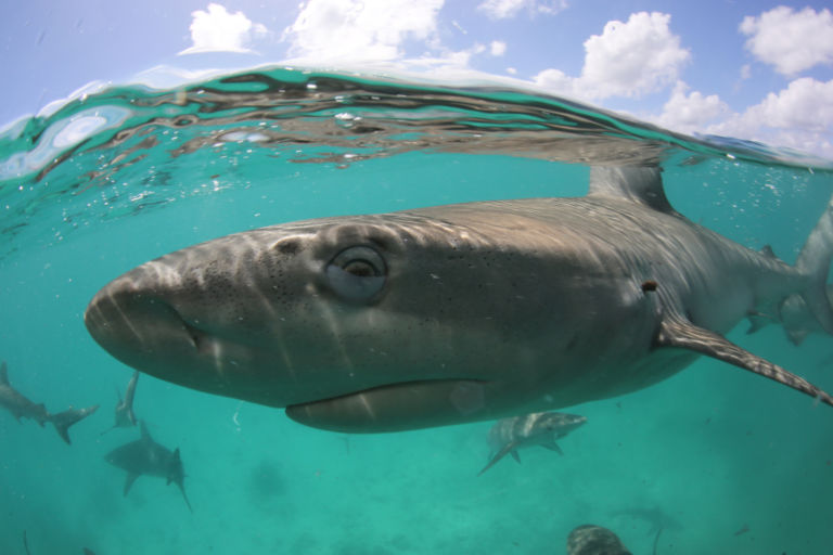 Australia's best local diving
