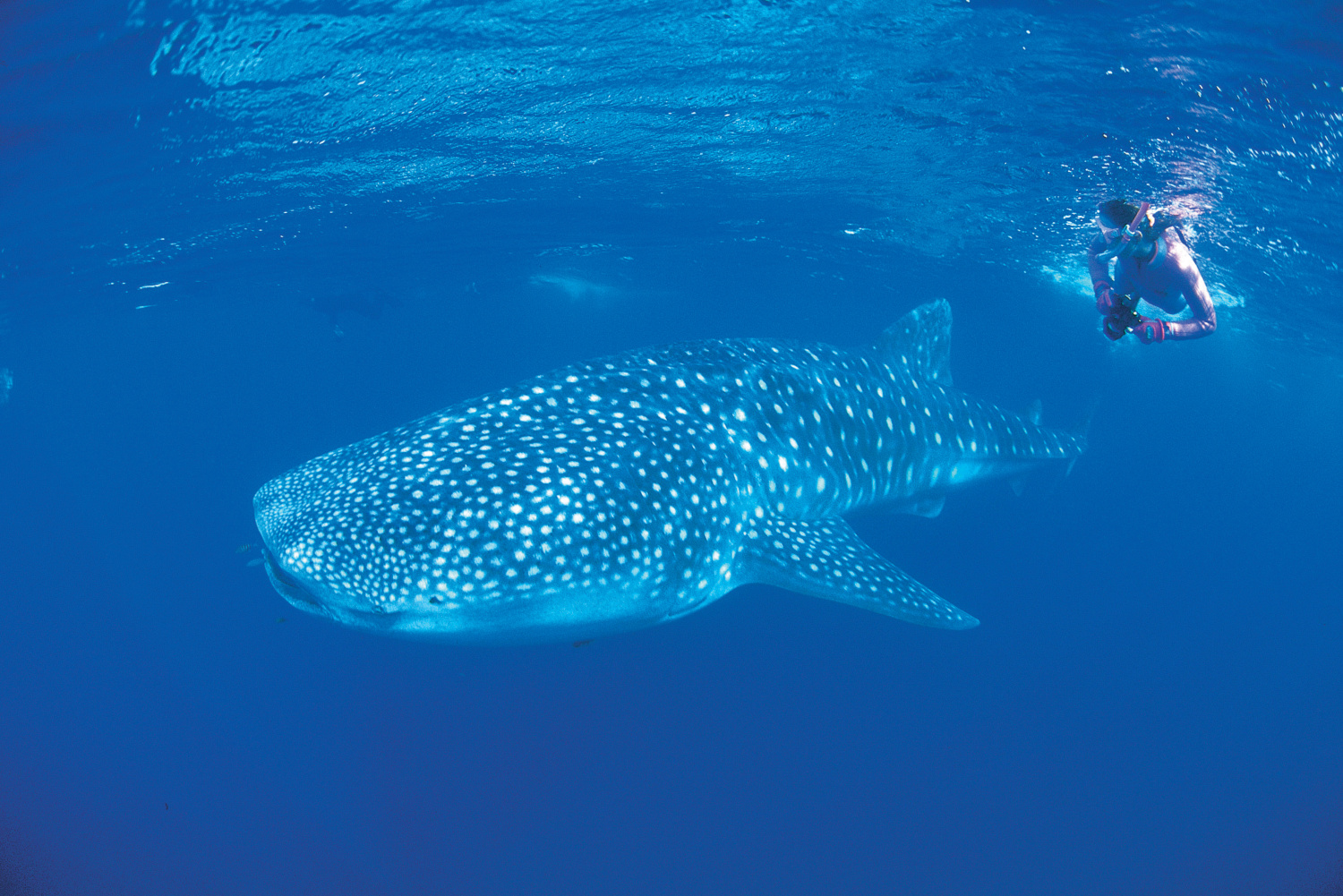 Snorkeler with a whale shark in the Ningaloo Marine Park