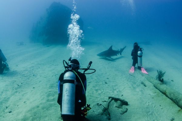 Scuba diving photo: diver and bull shark