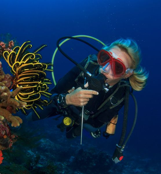 Scuba diving photo: diver checking gauge reef