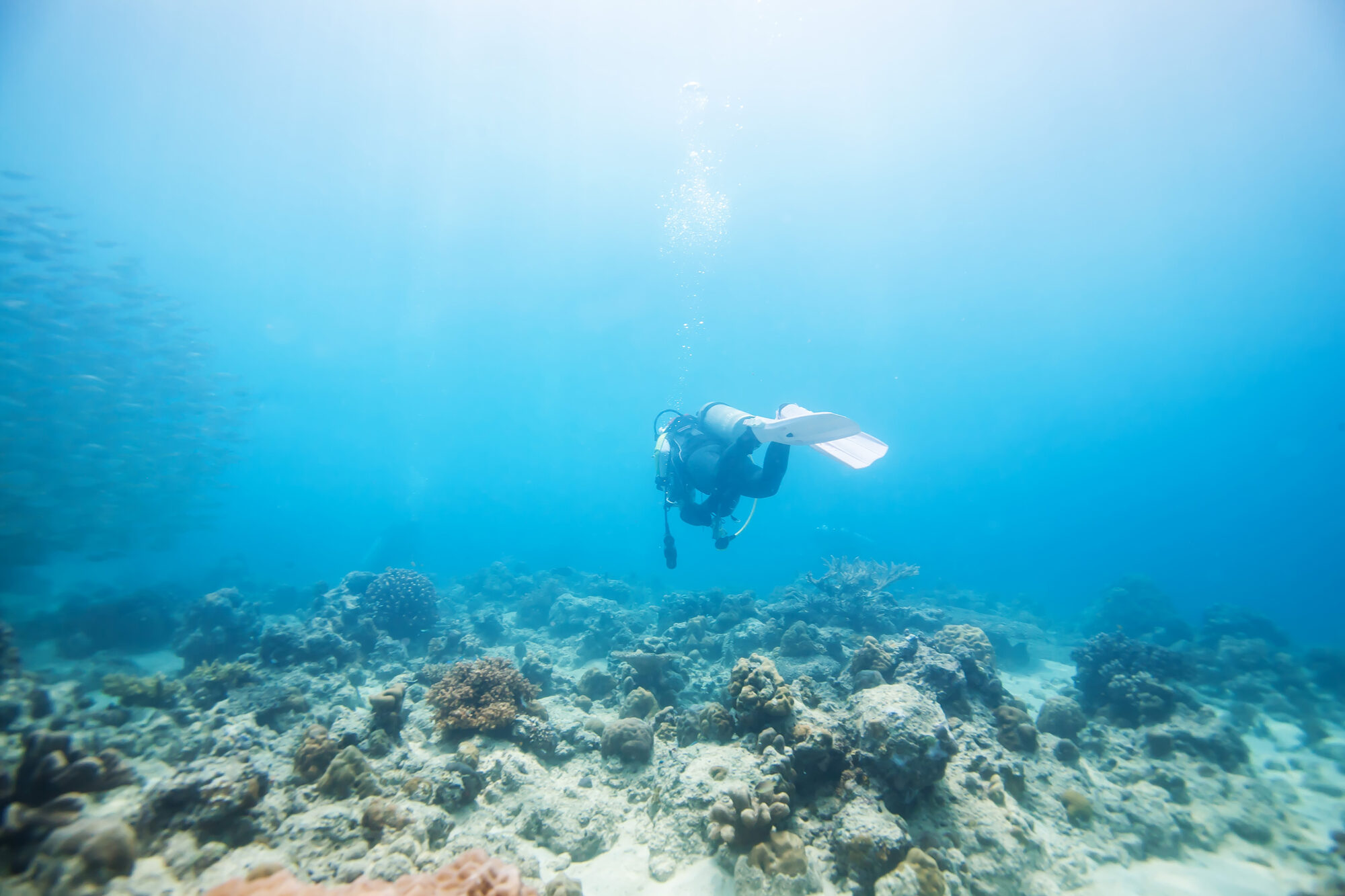 Scuba diving photo: diver over reef ascent