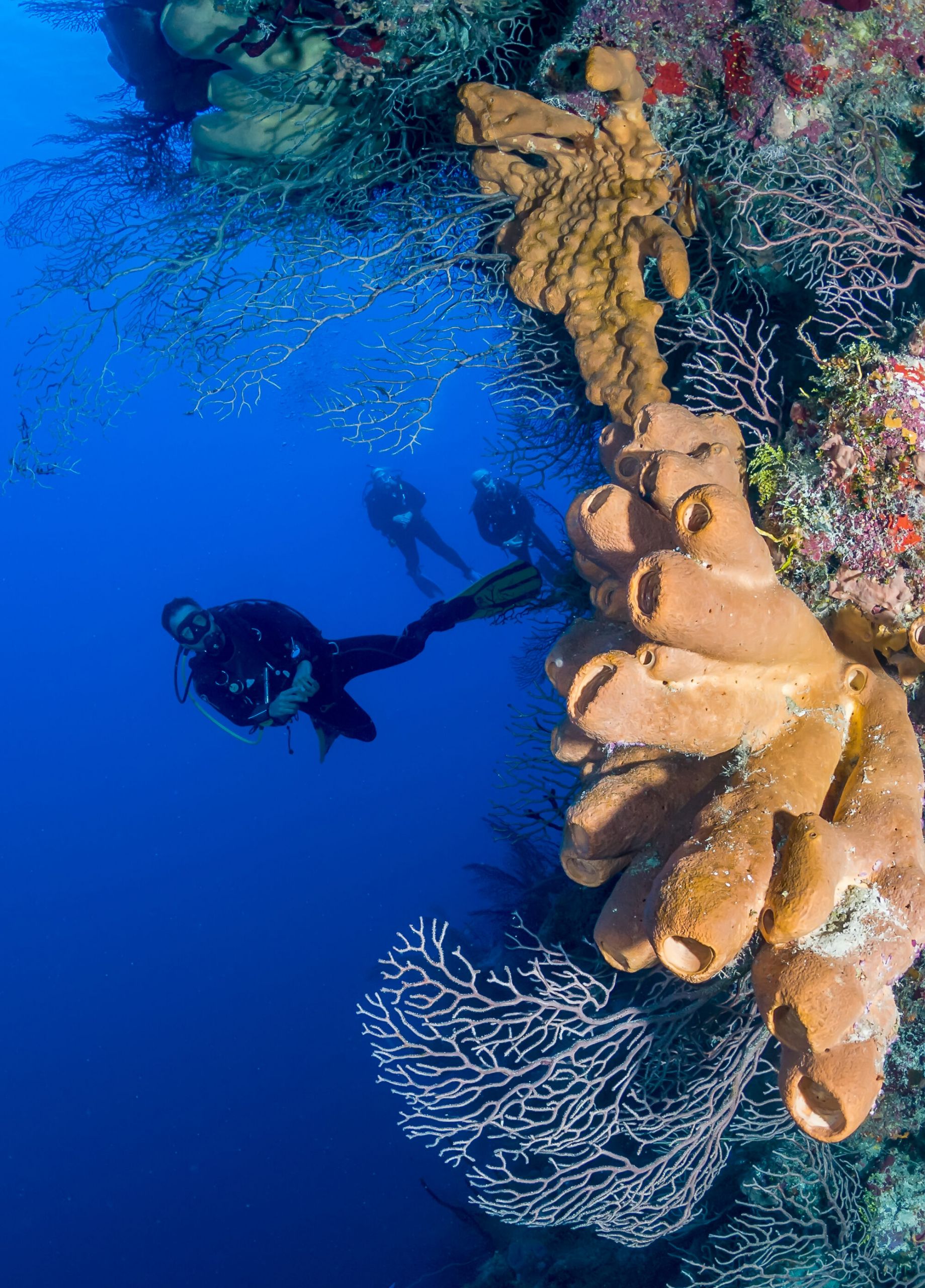 Photo: divers vertical coral wall 373432648 scaled.jpg