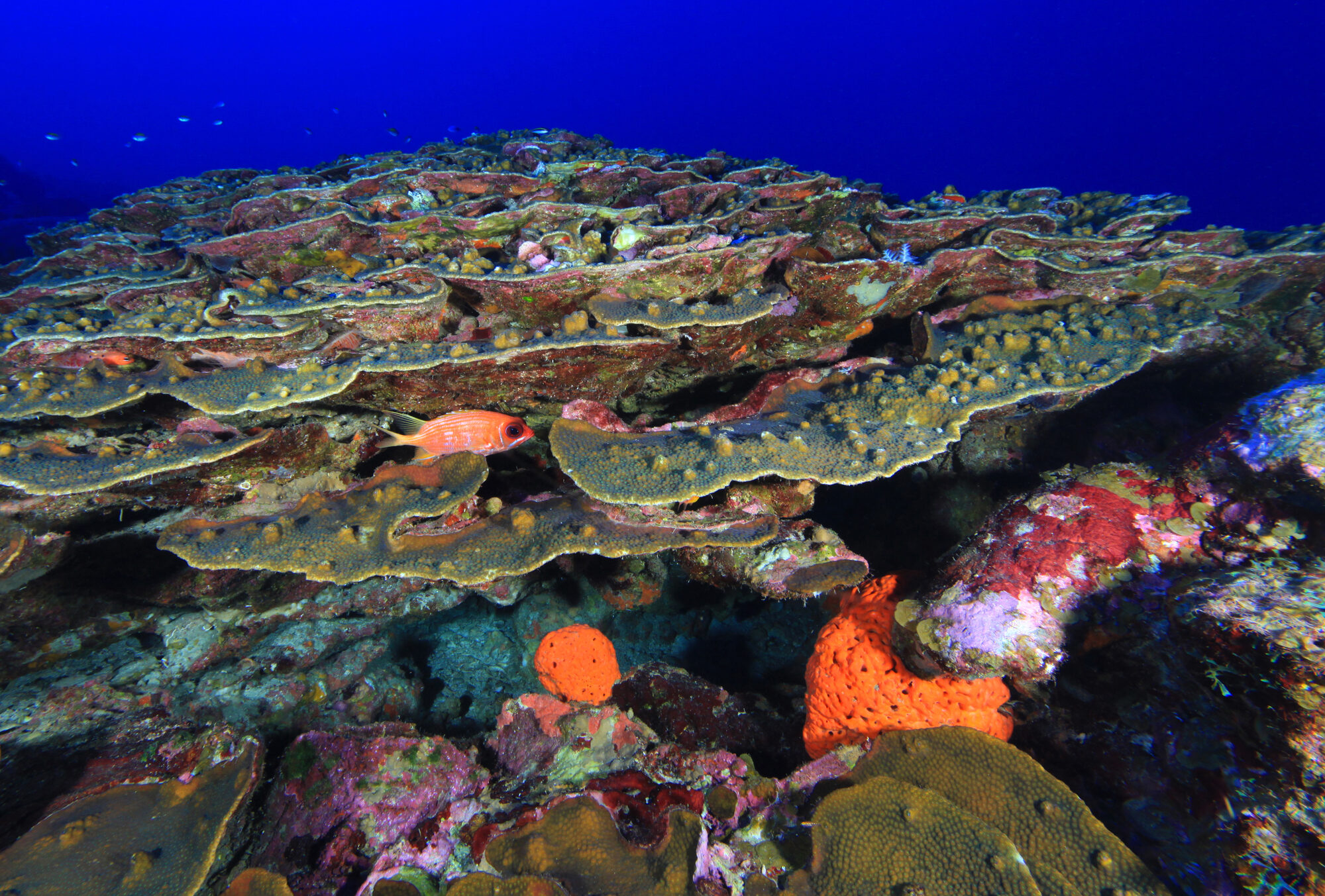 Coral crest in Flower Garden Banks National Marine Sanctuary
