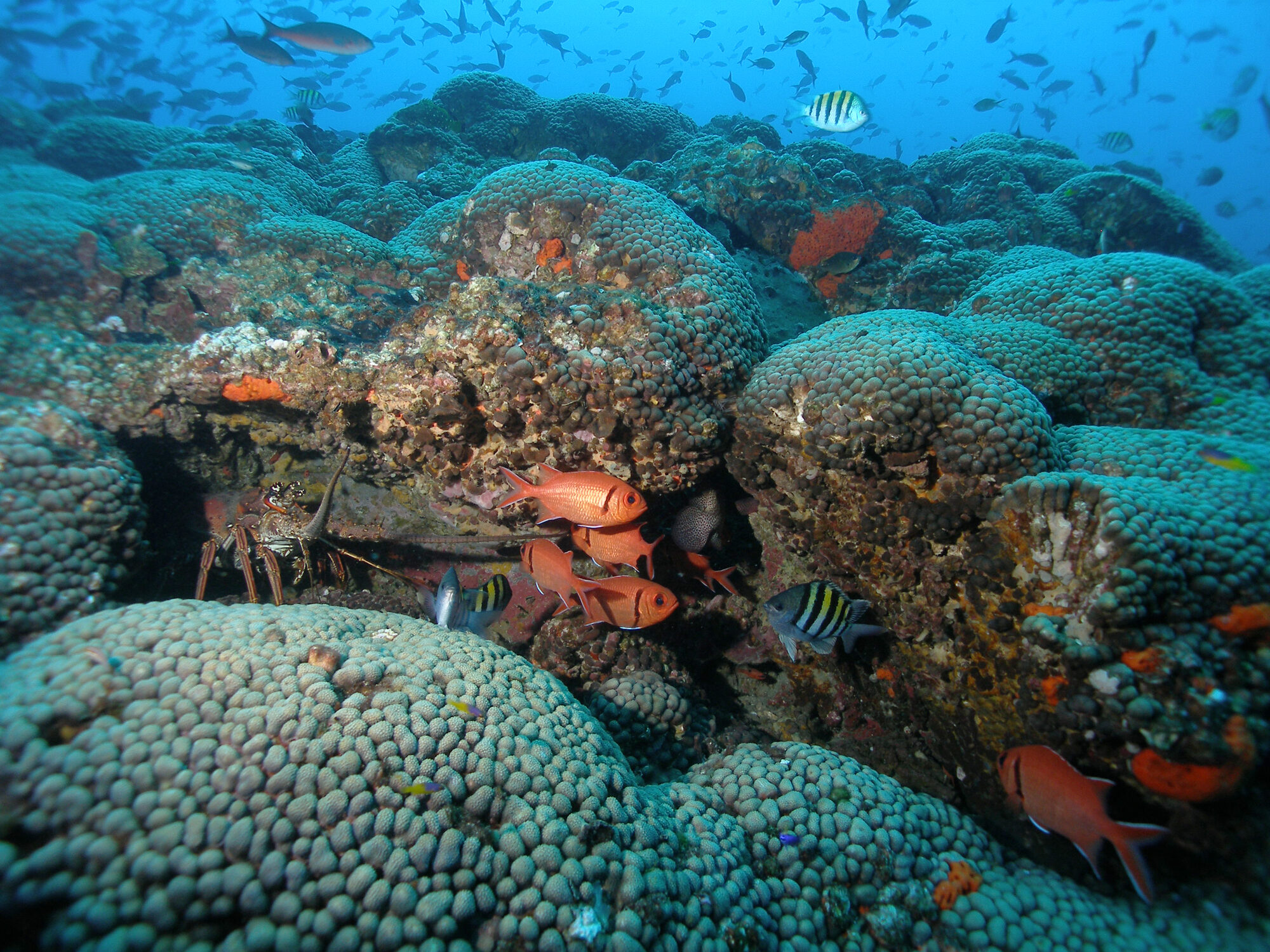 Reef scene at Stetson Bank in Flower Garden Banks National Marine Sanctuary, with corals and schooling fish