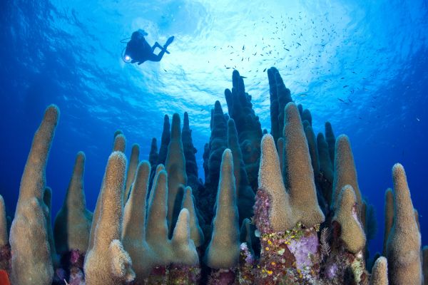 Scuba diving photo: pillar coral diver