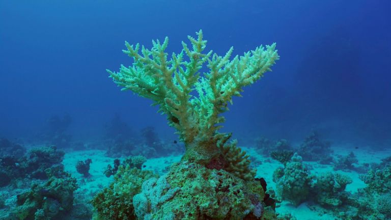 Acropora table coral on a reef in the Red Sea