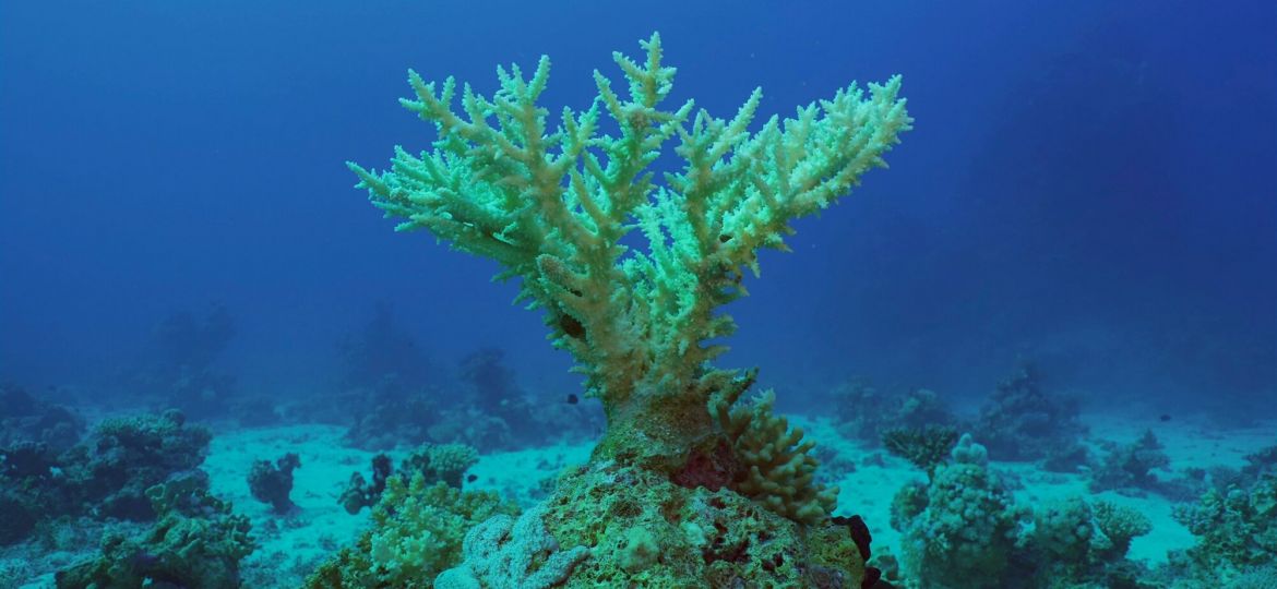 Acropora table coral on a reef in the Red Sea