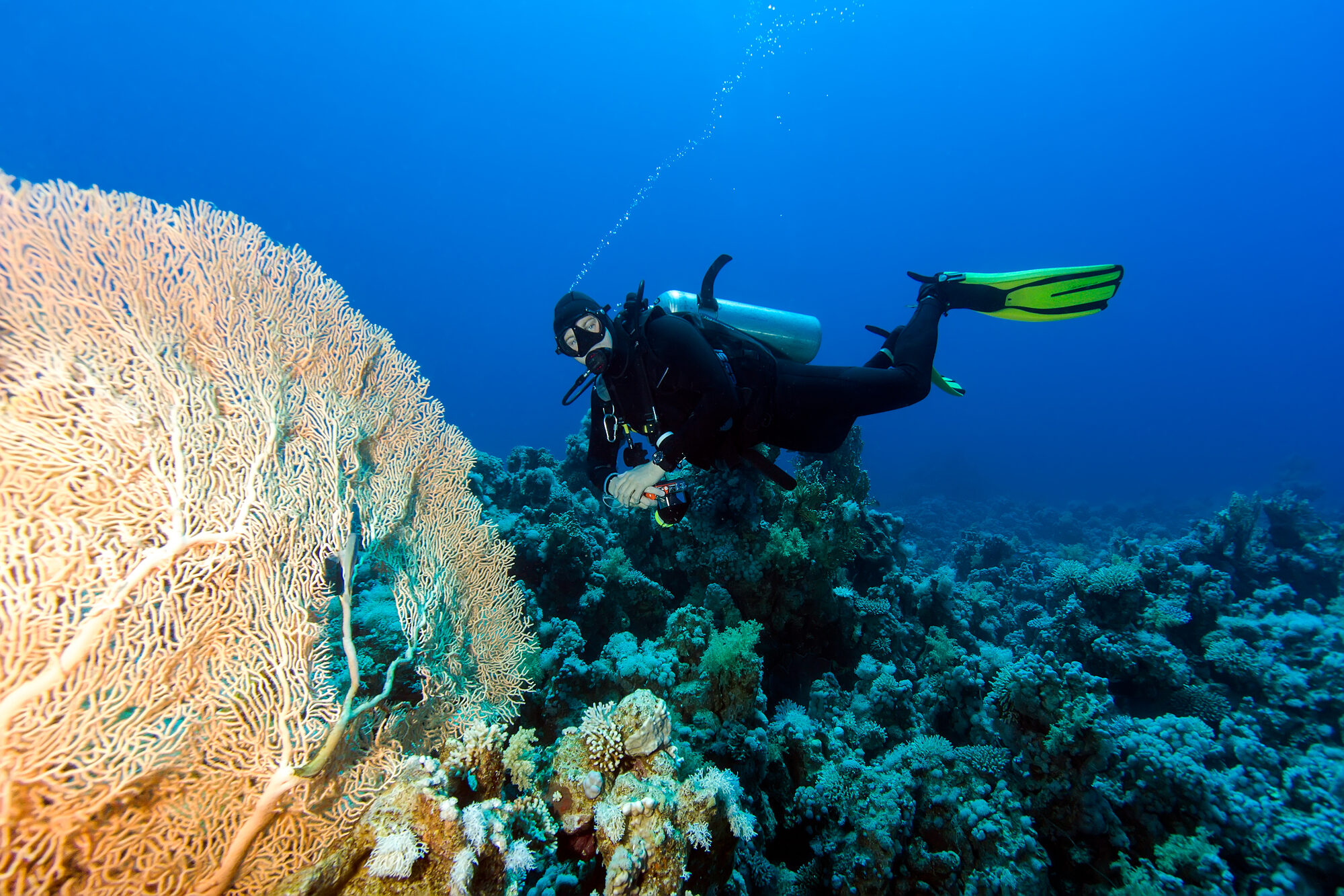 Scuba diver beside a large sea fan on a tropical coral reef