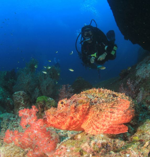 Scuba diver hovering above a red scorpionfish on a coral reef