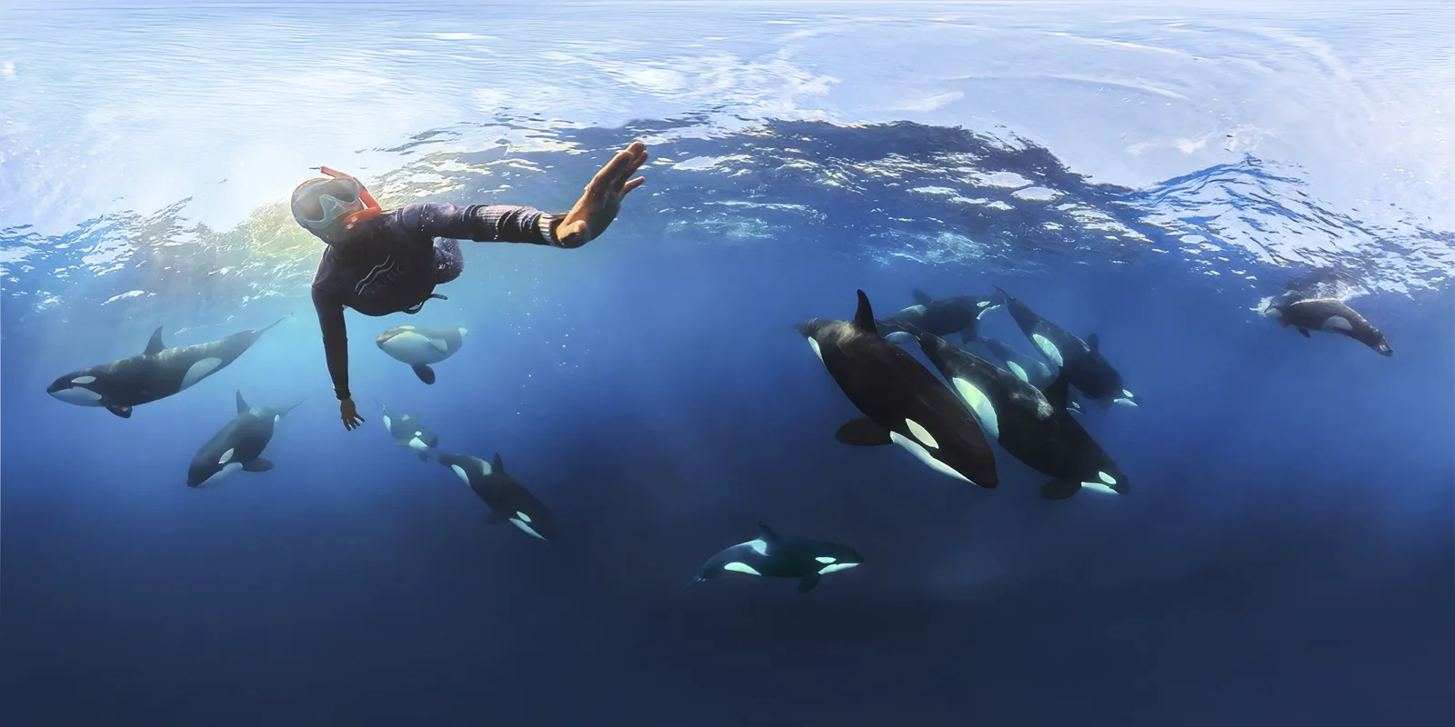 A freediver in the water with a pod of orca
