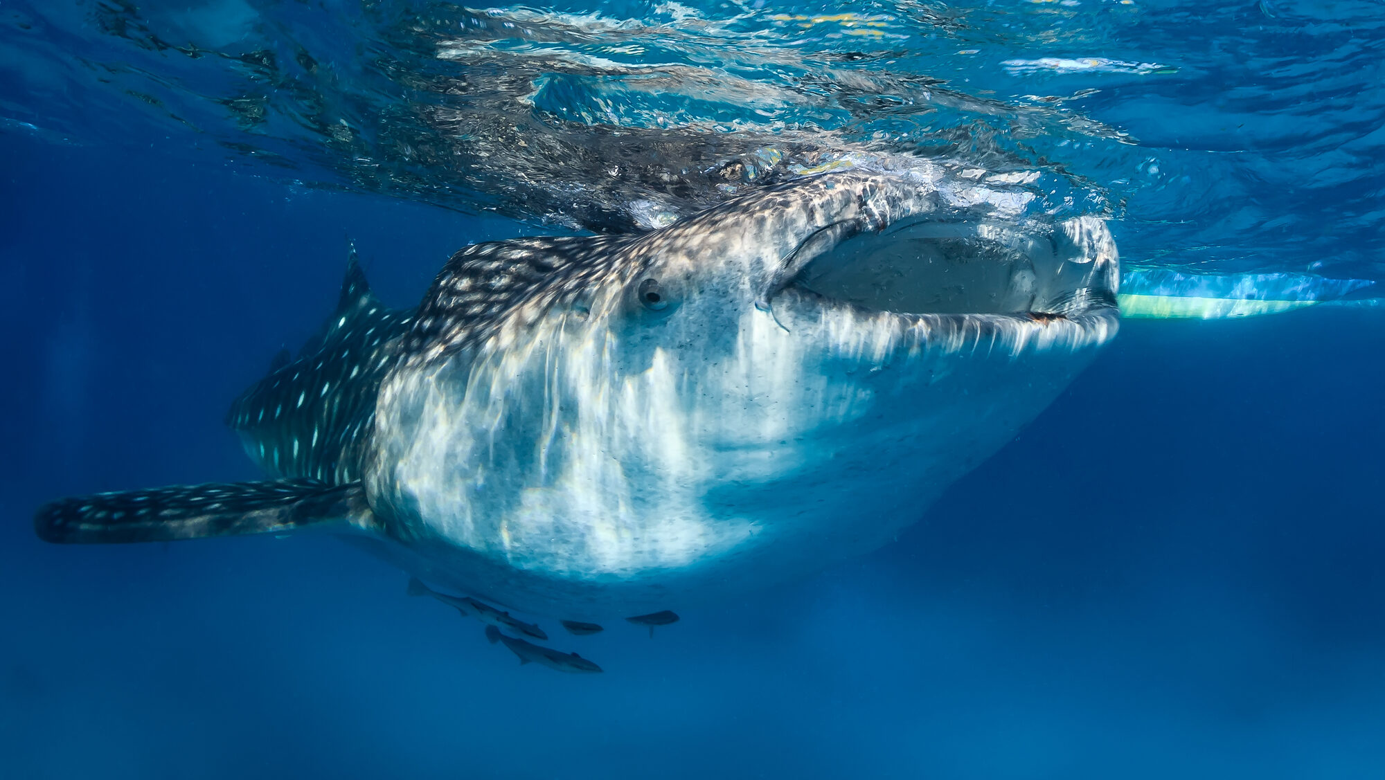 Photo: whale shark remora surface