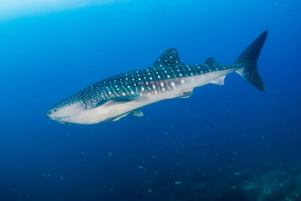Scuba diving photo: whale shark side blue