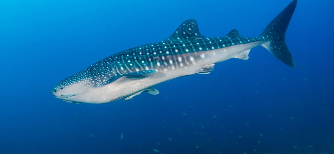 Scuba diving photo: whale shark side blue