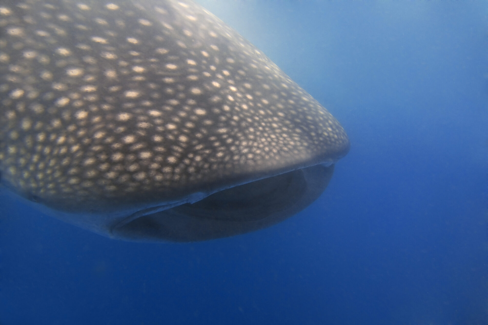 Photo: whale shark spots close