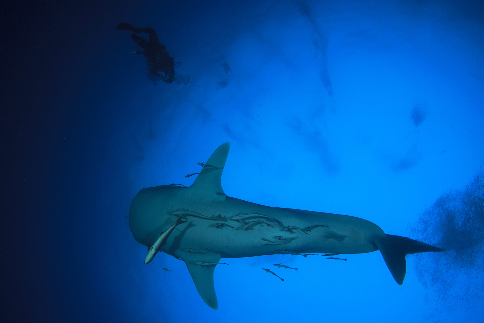 Photo: whale shark with divers