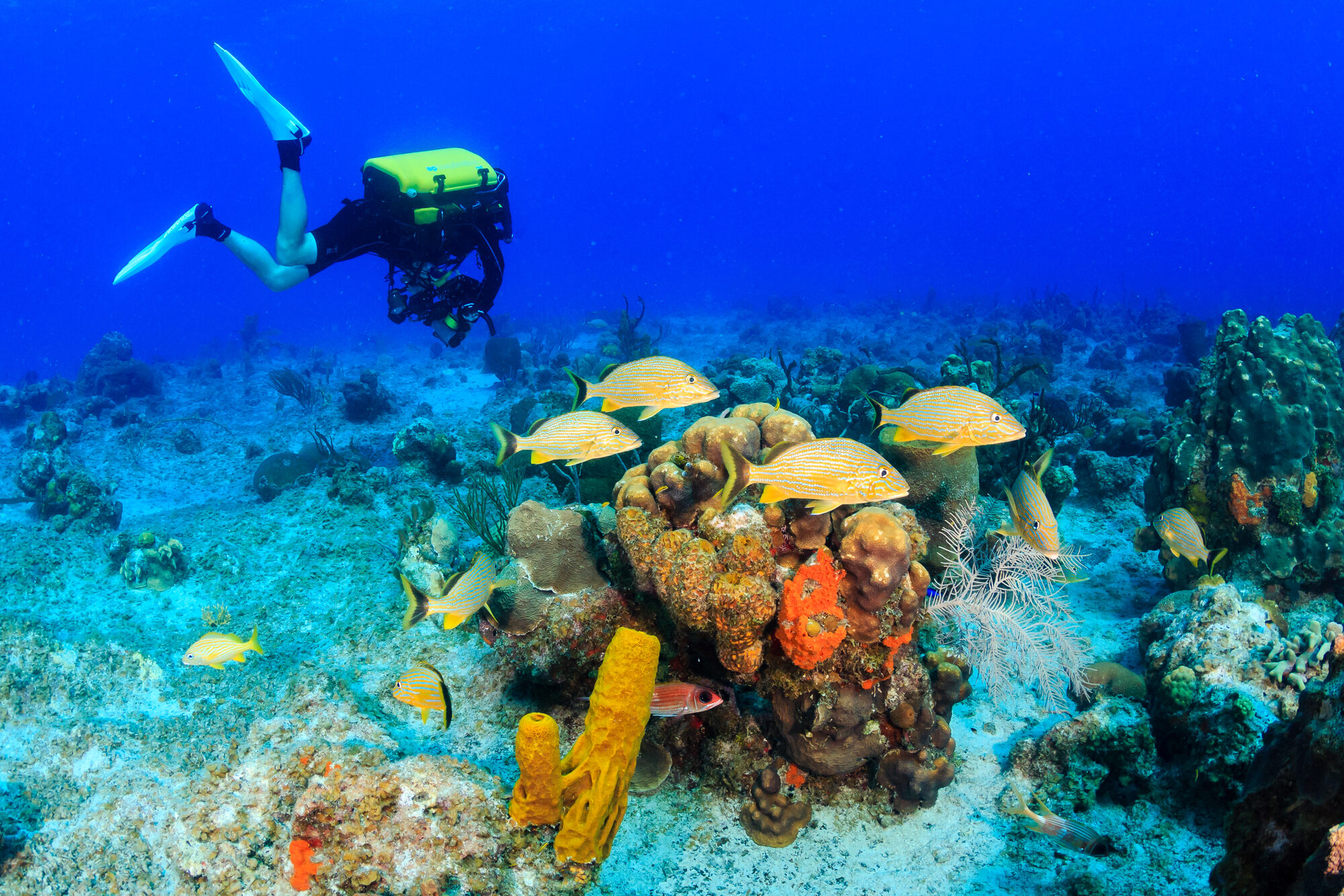 Diver with a camera rig above a coral reef with schooling grunts and sponges