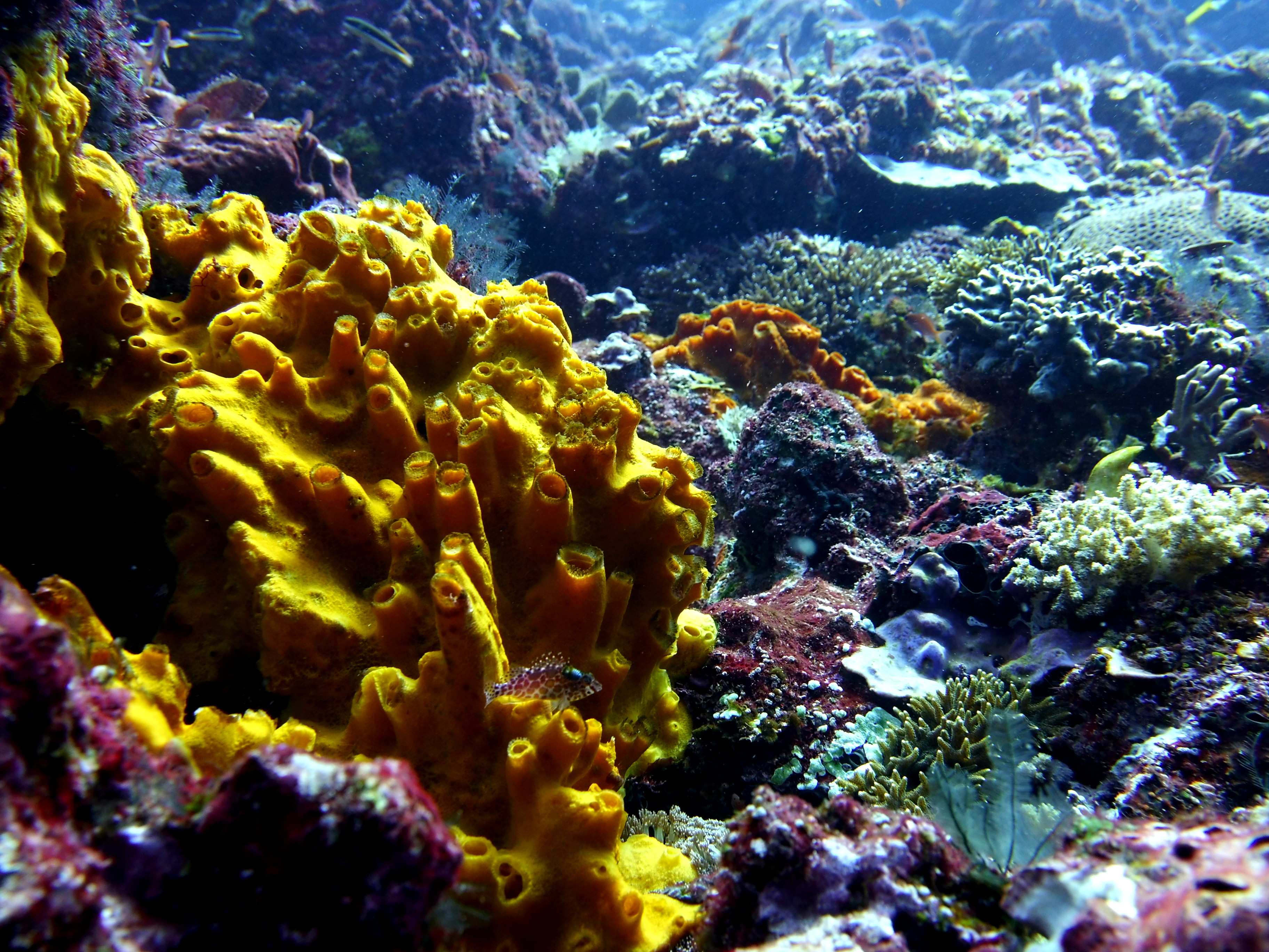 Colorful Reef