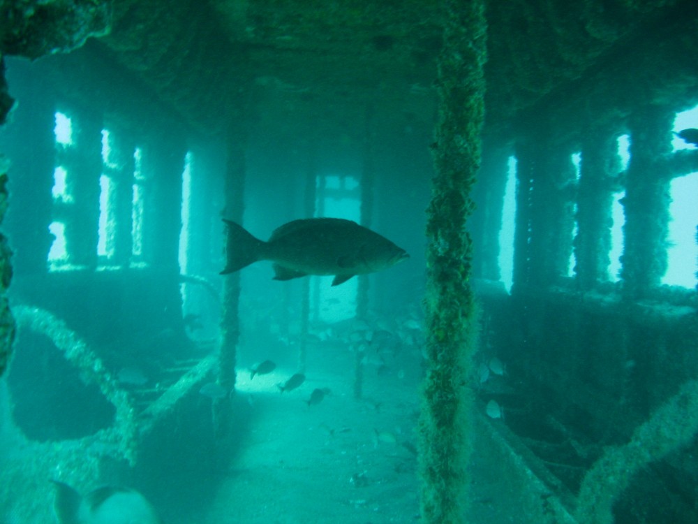 <b>Blackfish Bank Reef, Chincoteague, Virginia</b>