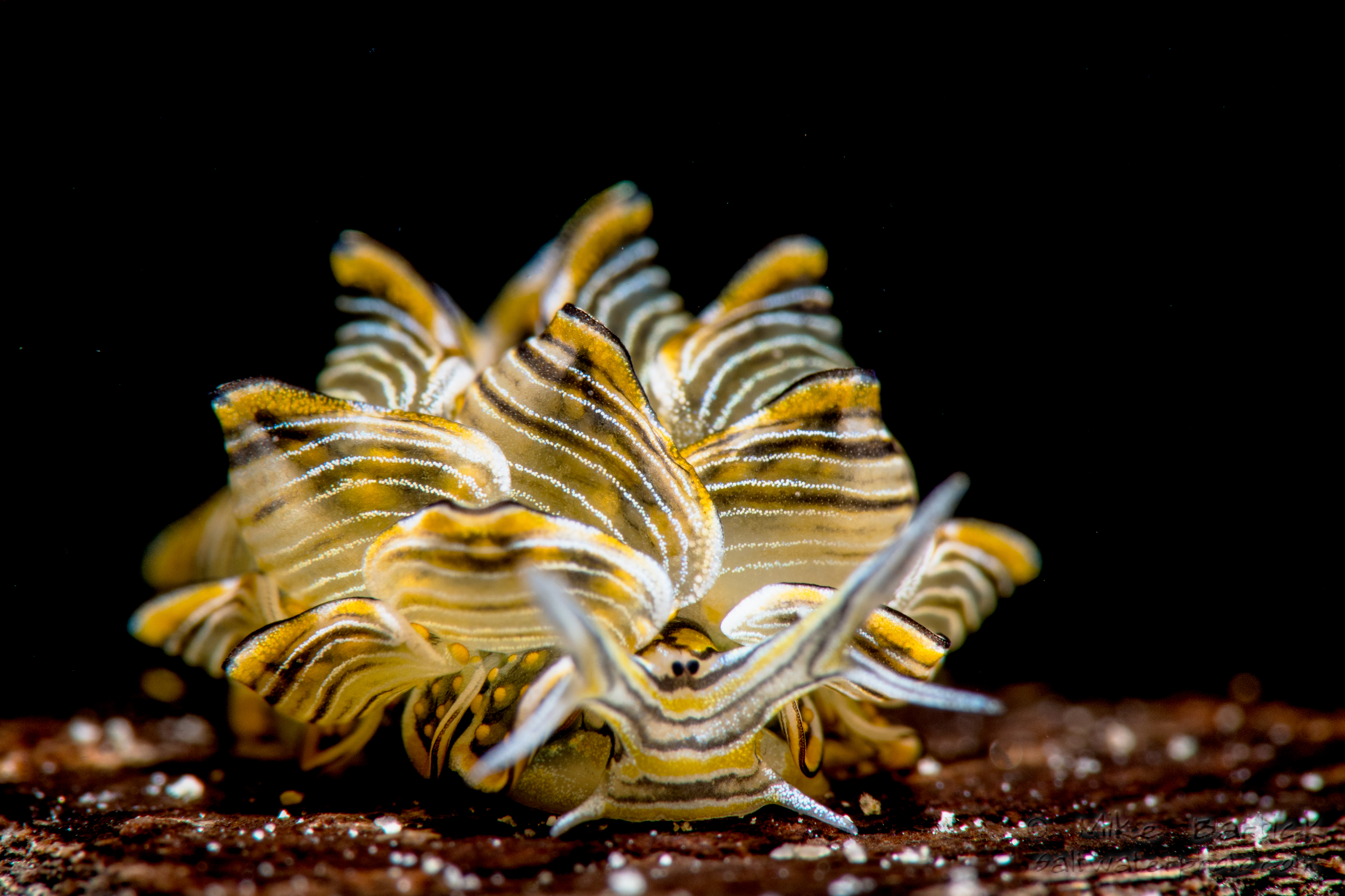 <b>Cyerce nigra Sea Slug</b>