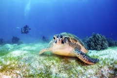 <b>Top 5 Places to See Sea Turtles</b>