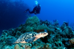 <b>Sipadan, Malaysia</b>