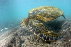 <b>Galapagos</b>