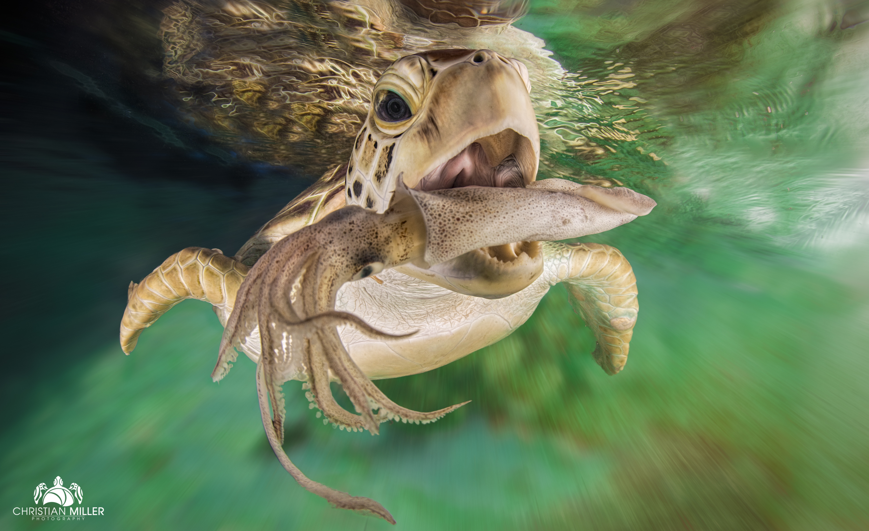 Sea turtle, Australia