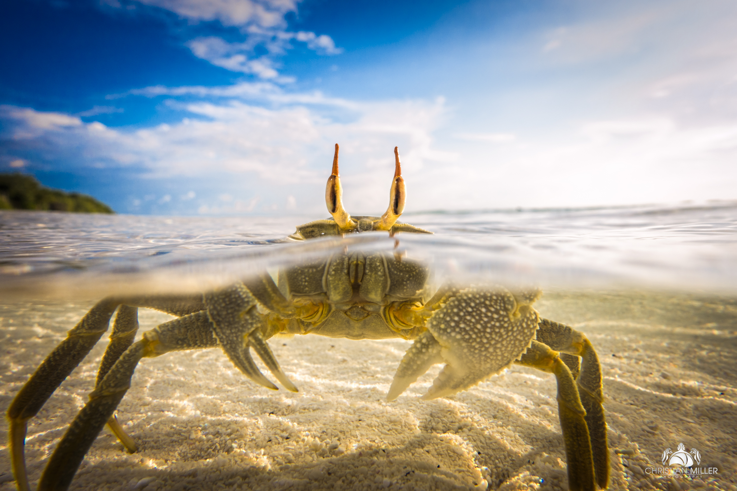 Crab, Hadahaa Island, Maldives