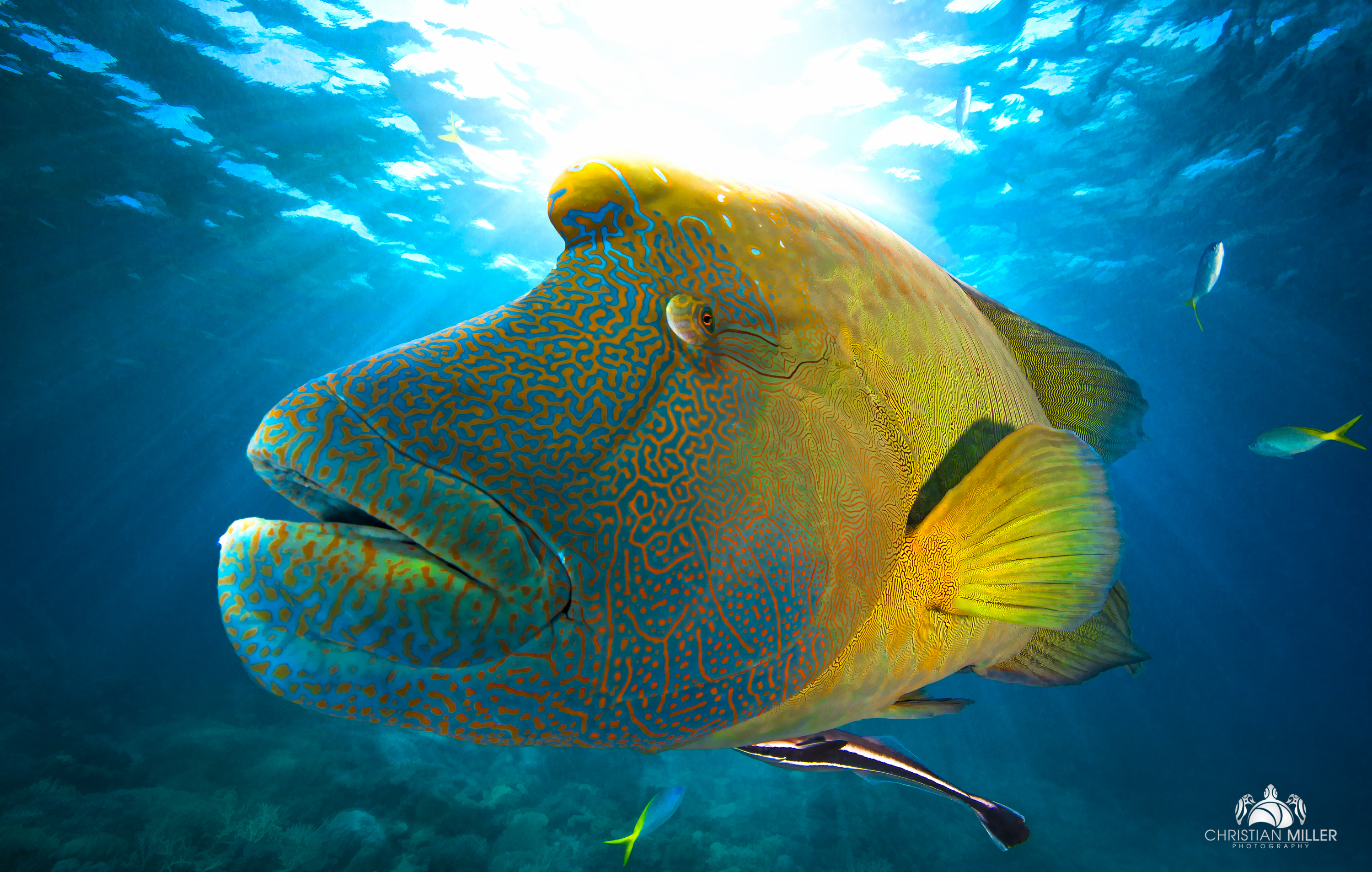 Napoleon wrasse, Great Barrier Reef