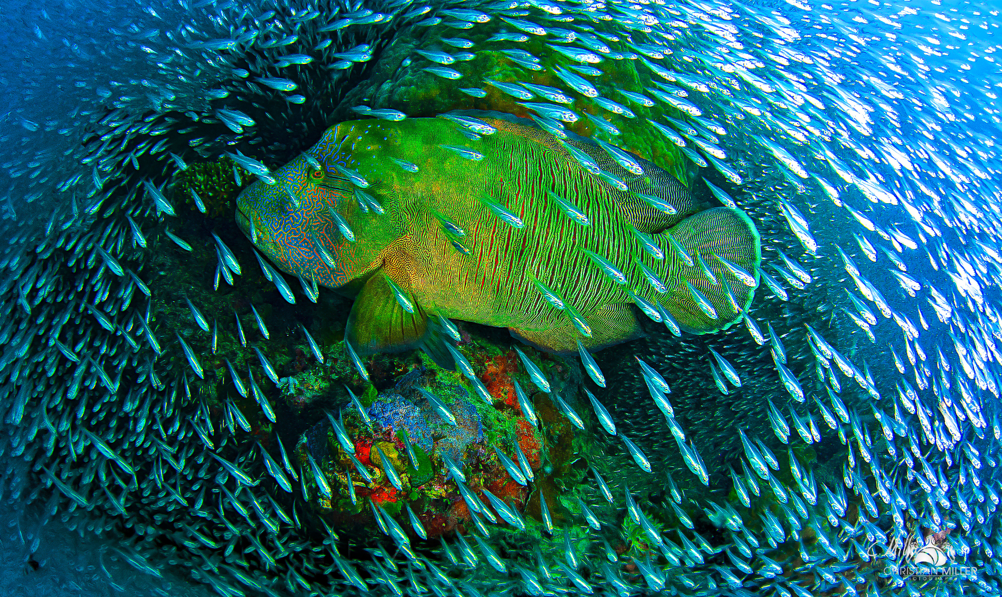 Napoleon wrasse, Great Barrier Reef