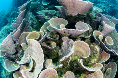 Coral garden