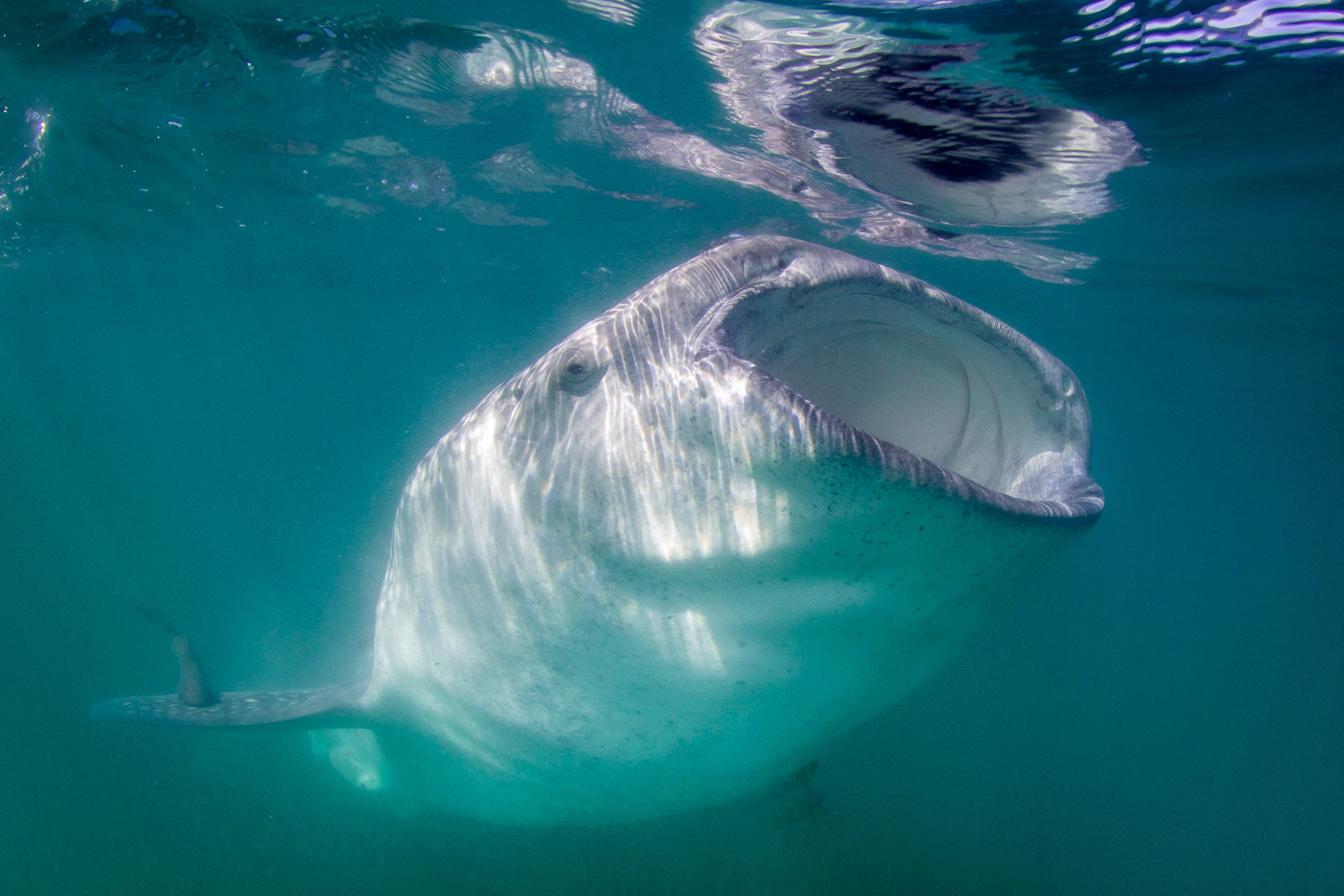 Whale Shark Markings \\ Leggings