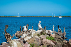 Pelicans in La Paz