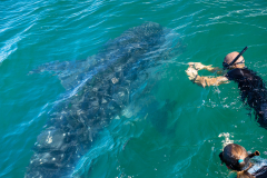 Identifying whale sharks
