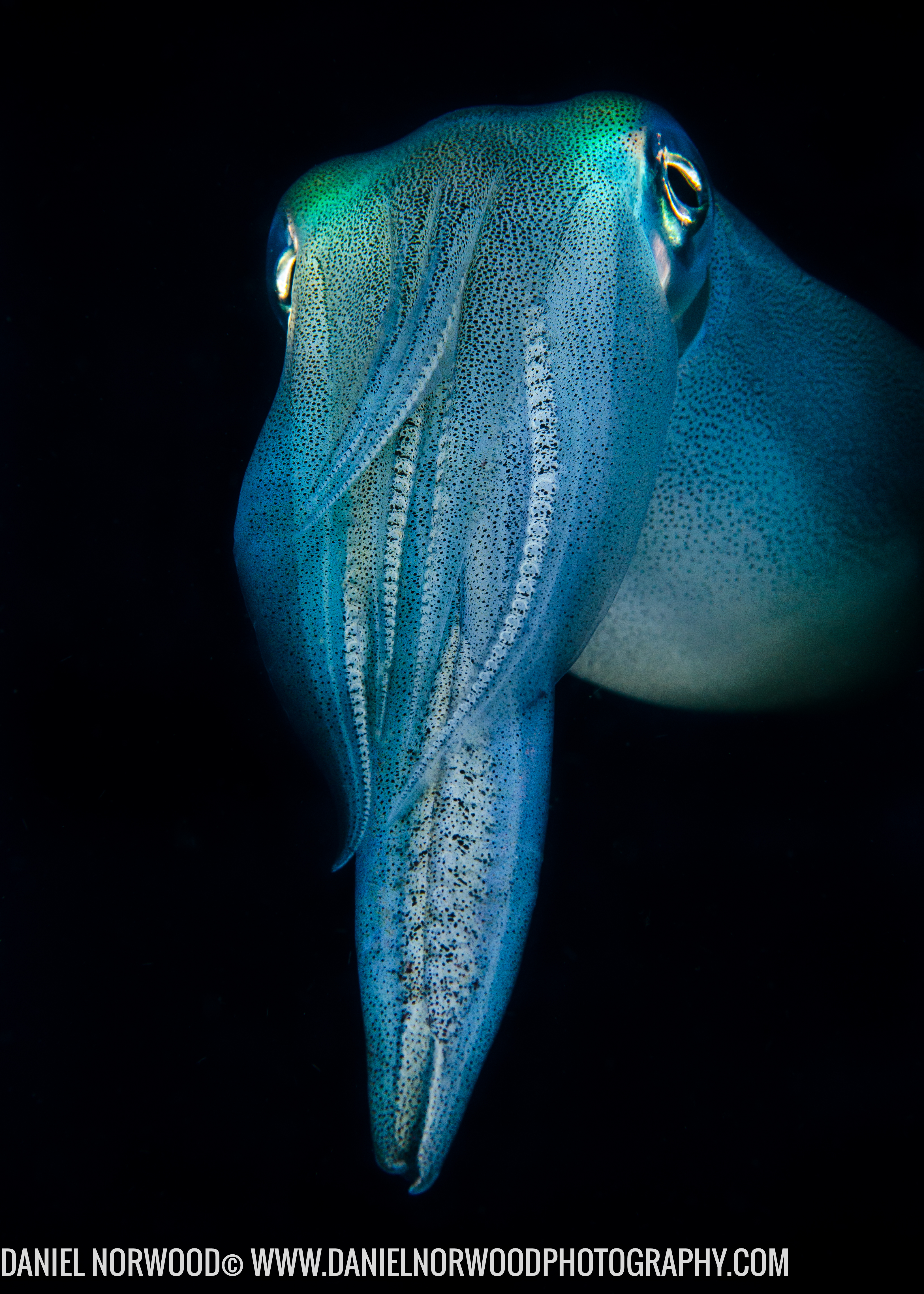 <b>Curious squid, Lembeh</b>