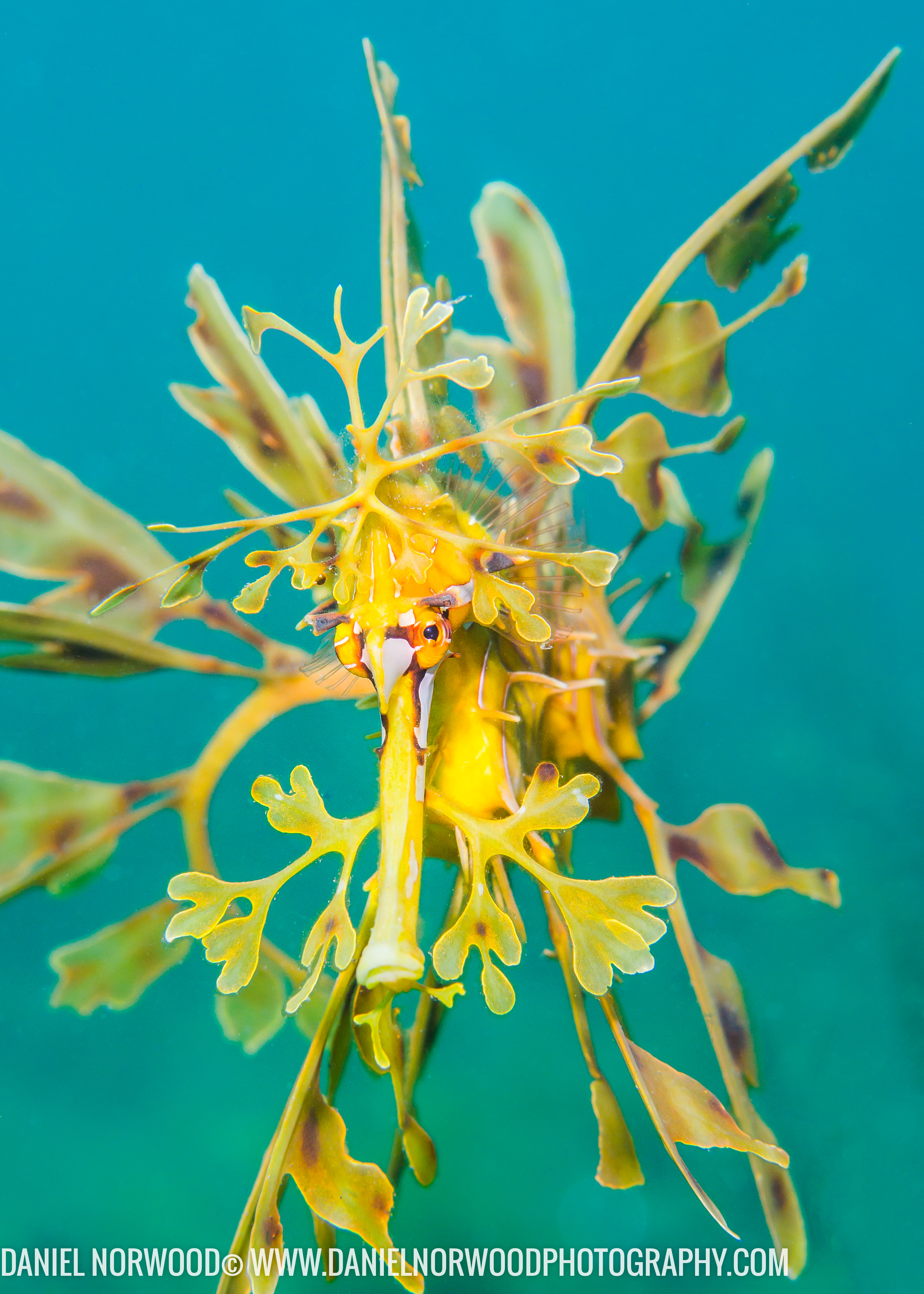 <b>Leafy seadragon, Australia</b>