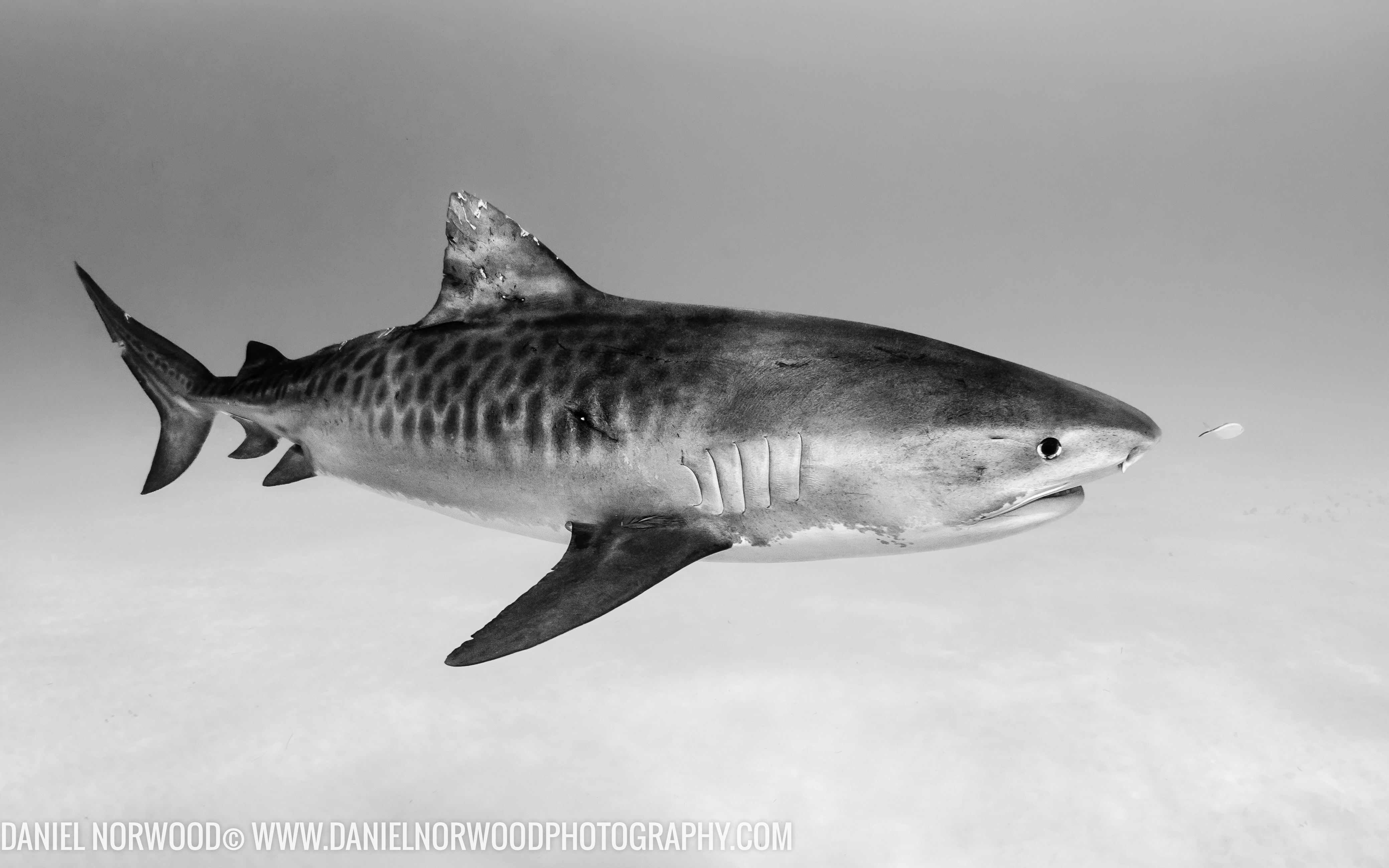 <b>Tiger shark, Bahamas</b>