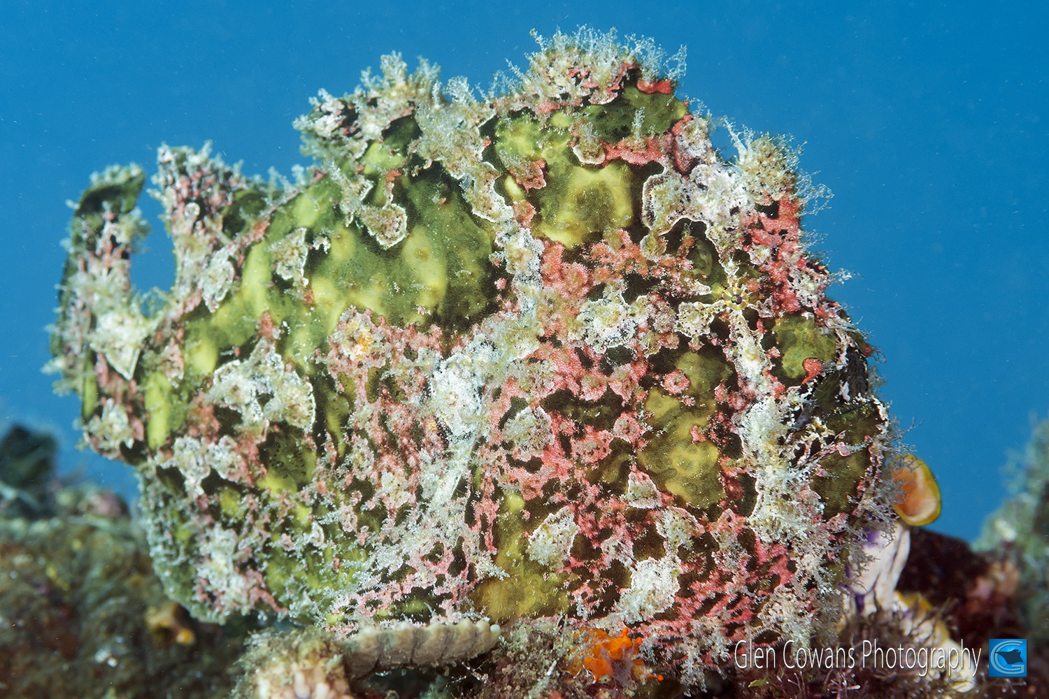 <b>A green giant frogfish exhibits almost perfect camouflage.</b>