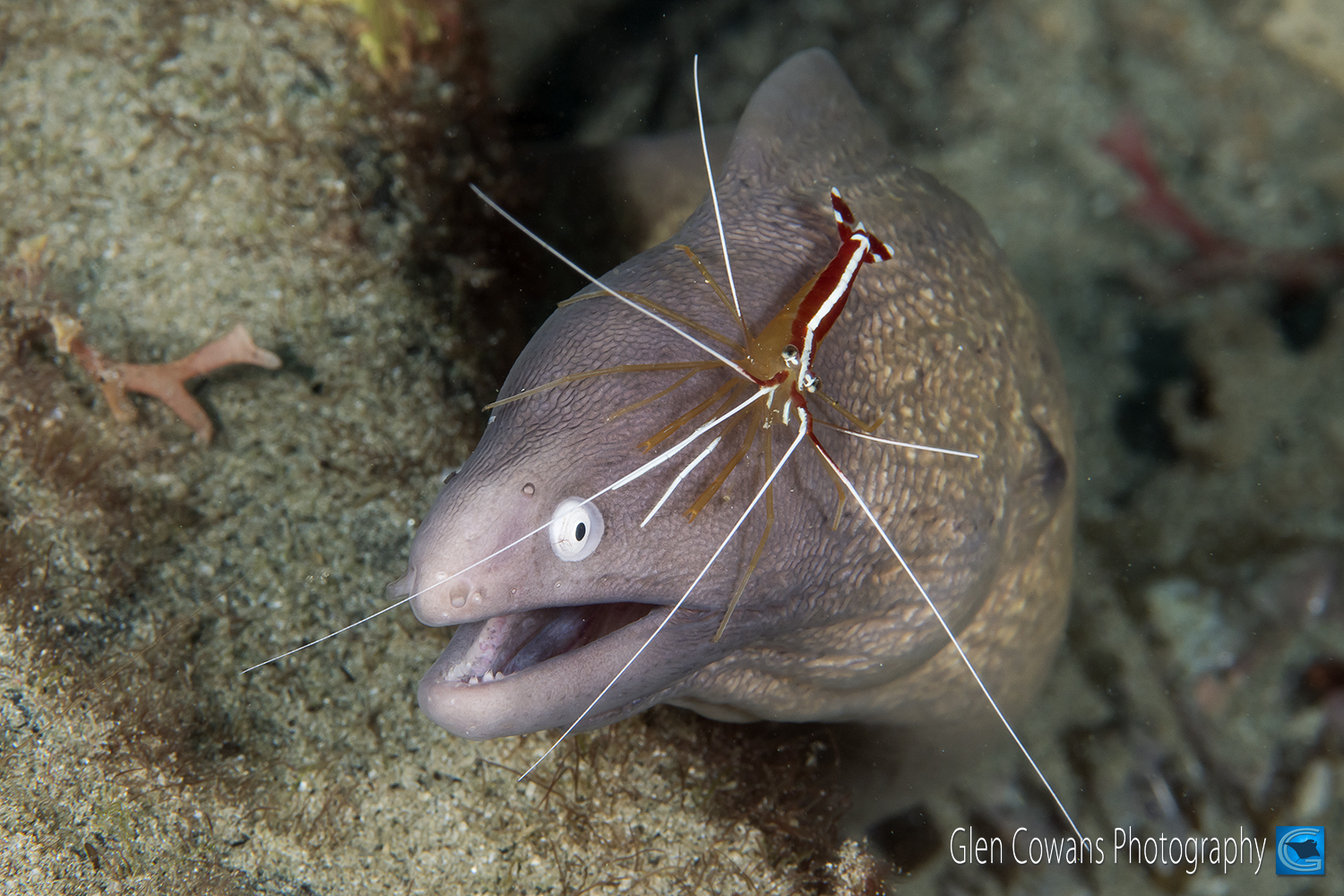 <b>White eyed moray, complete with an attentive cleaner shrimp.</b>