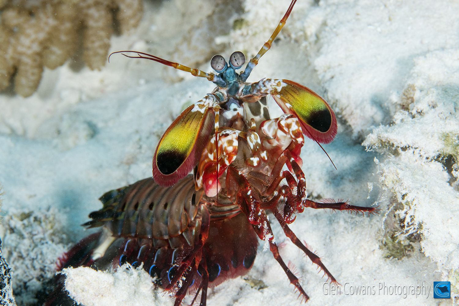 <b>Peacock Mantis Shrimp</b>