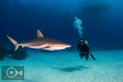 Diver and shark