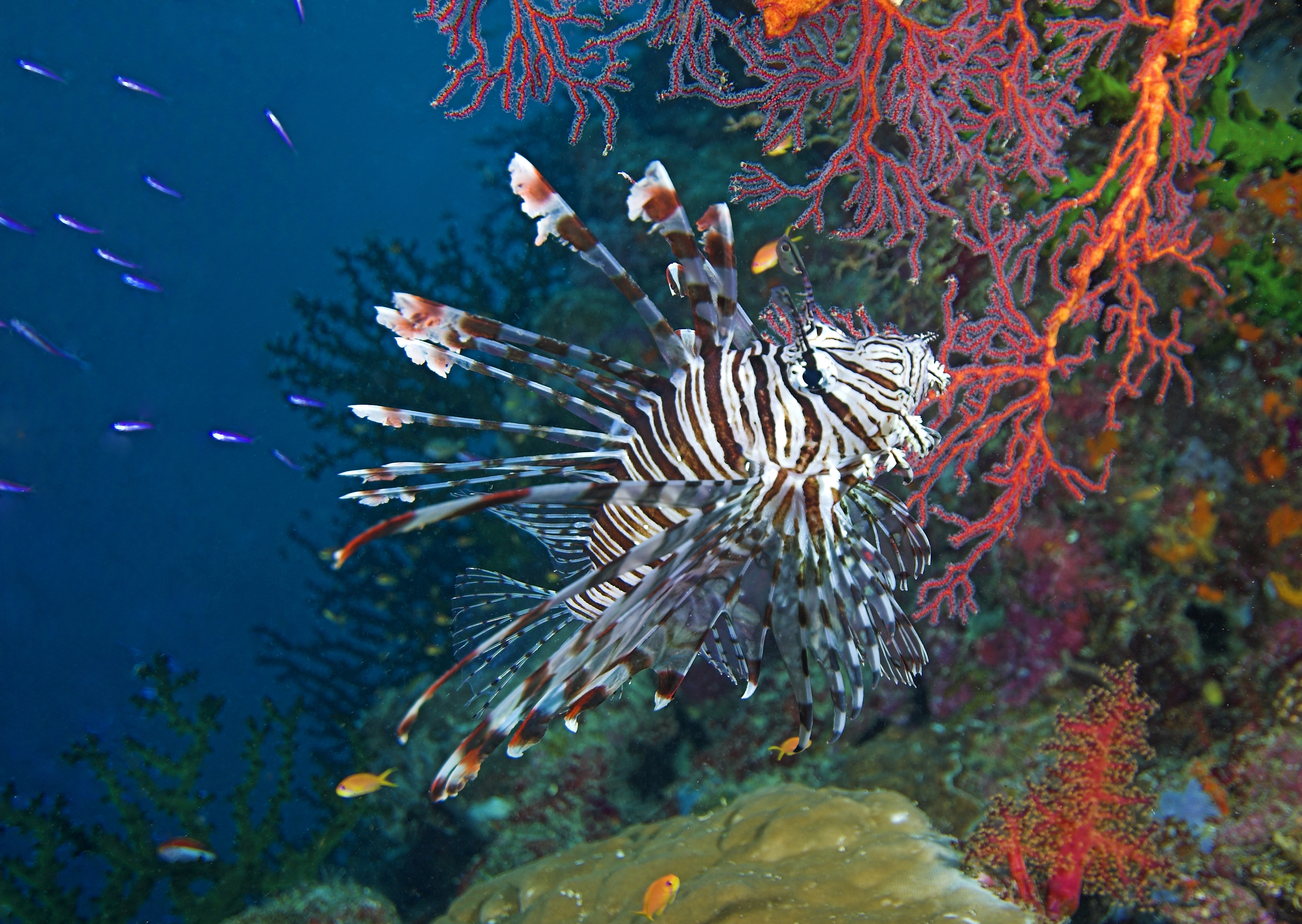 Offshore Reefs